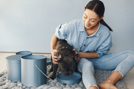 5 Must-Have Essentials for Every Dog Owner