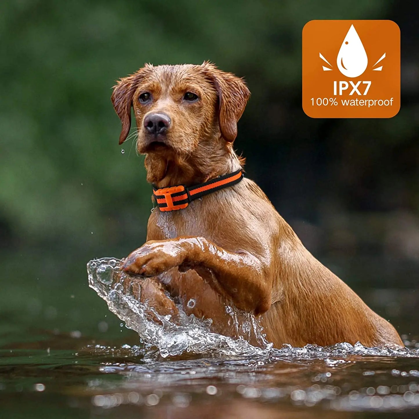 Rechargeable Waterproof Training Collar