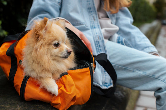 How to Make Travel with Your Dog Stress-Free