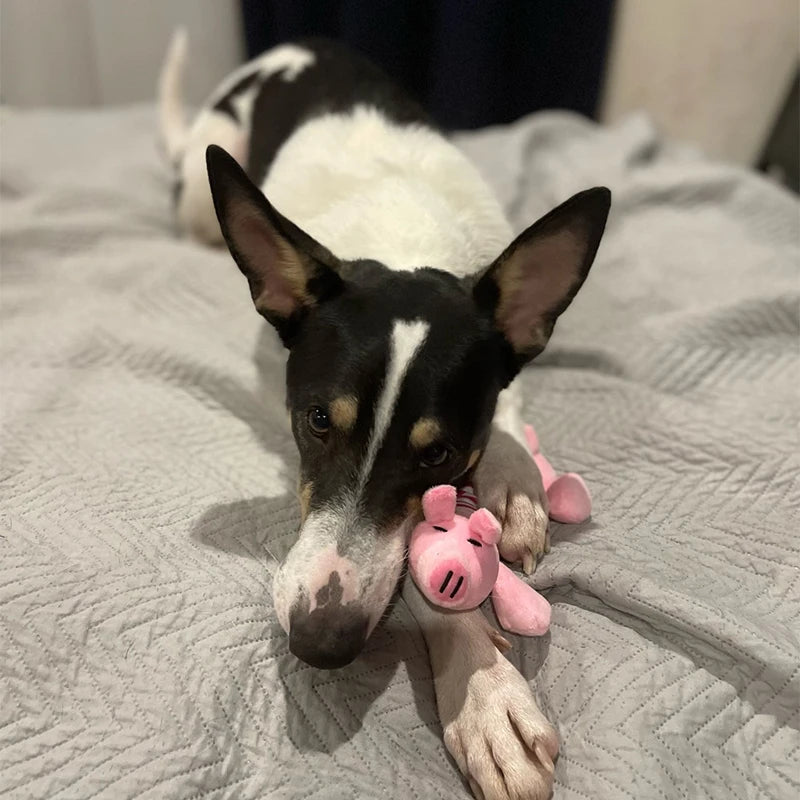 Animal Plush Toy