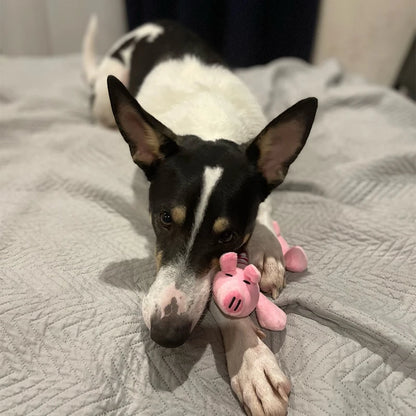 Animal Plush Toy